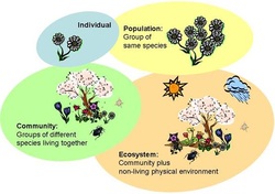 ESS Topic 2.2: Communities and Ecosystems - AMAZING WORLD ...