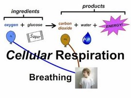YR 8 Topic 3 Gas Exchange System and Respiration - AMAZING WORLD OF