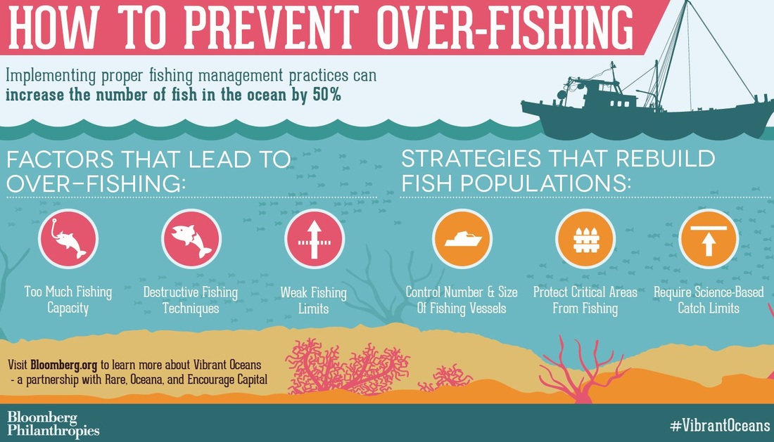 Overfishing solution essay