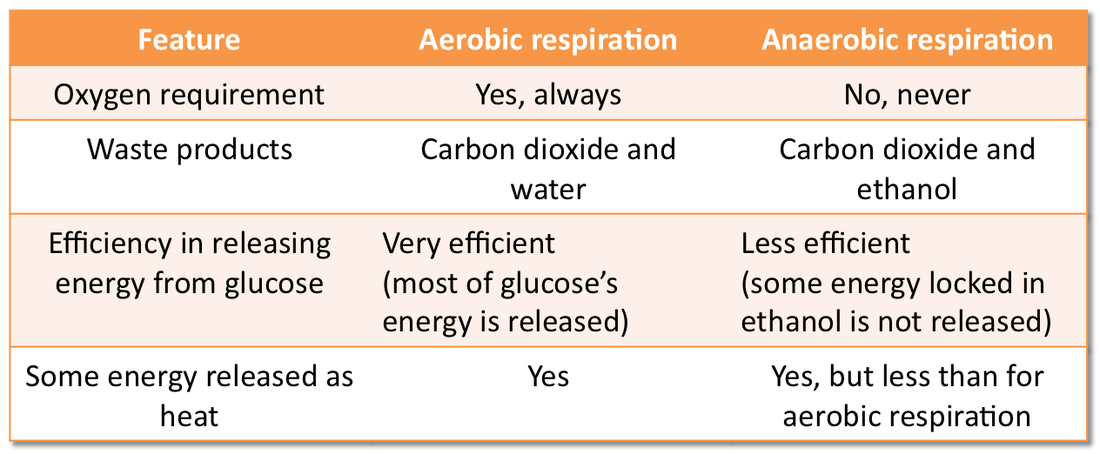 What is the difference between fermentation and anaerobic respiration?