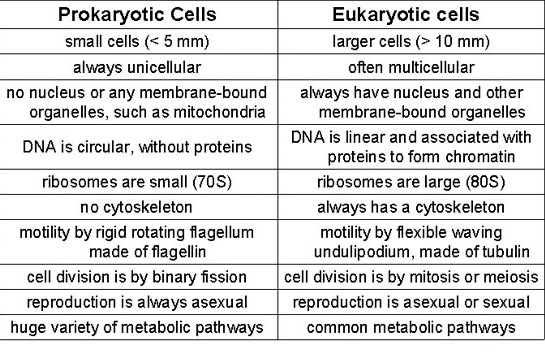Celled are prokaryotes all organisms single What are