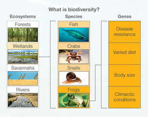 ESS Topic : Introduction to Biodiversity - AMAZING WORLD OF SCIENCE WITH  MR. GREEN