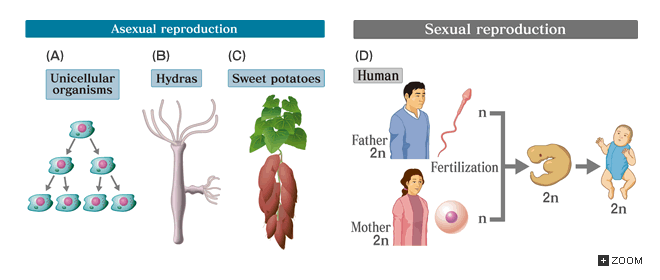 YR 11 Topic 2: Human Reproduction - AMAZING WORLD OF SCIENCE WITH MR. GREEN
