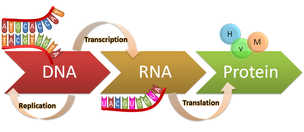 Replication Transcription Translation Chart