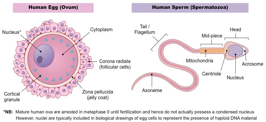 sperm cell Nucleus of a
