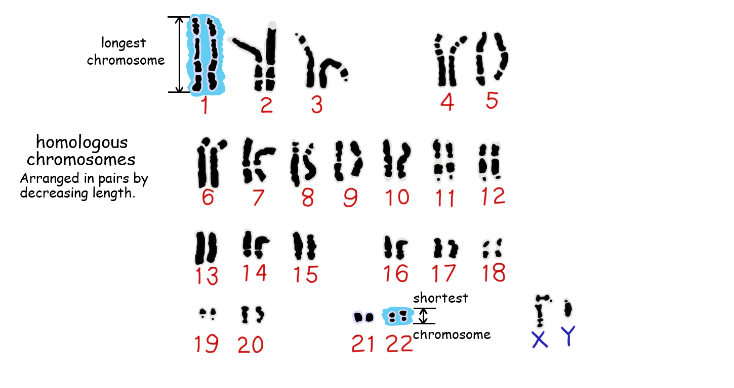 Topic 211.21: Chromosomes - AMAZING WORLD OF SCIENCE WITH MR. GREEN With Regard To Biology Karyotype Worksheet Answers Key