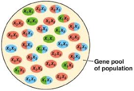 Topic 10.3: Gene Pools and Speciation - AMAZING WORLD OF ...