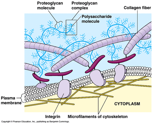 Mosaik Zellmembran Lipid Bilayer Struktur 