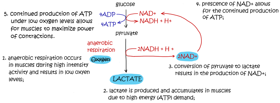 total atp produced in aerobic respiration