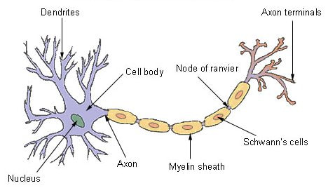 Topic : Neurones and Synapses - AMAZING WORLD OF SCIENCE WITH MR. GREEN