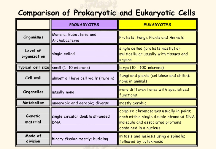 in comparison to eukaryotes prokaryotes