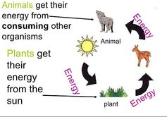 life processes of living things