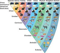 Biodiversity Classification Chart