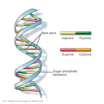 Topic  DNA Structure and Replication - AMAZING WORLD OF SCIENCE WITH MR.  GREEN