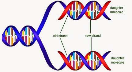 dna replication semiconservative semi conservative strand process molecule base molecules parent called pairing transcription biology replicated strands science importance simple