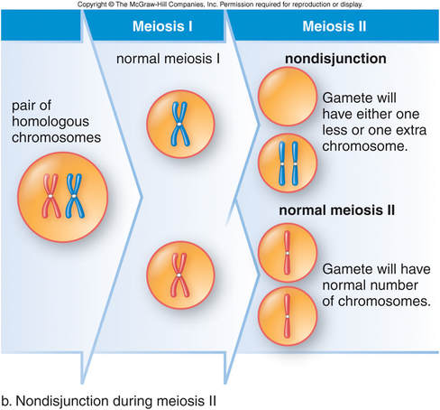 Topic 3.3: Meiosis - AMAZING WORLD OF SCIENCE WITH MR. GREEN